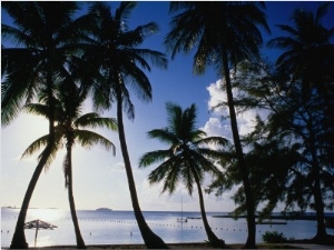 Coconut Trees on Beach, Nassau, Bahamas