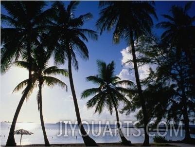 Coconut Trees on Beach, Nassau, Bahamas