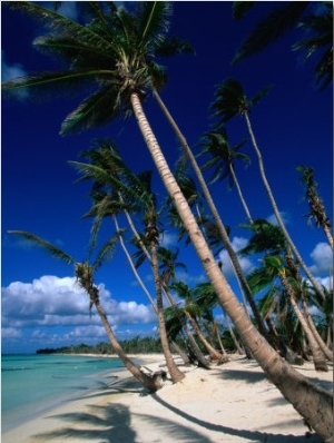Palm Tree Lined Beach, La Romana, La Romana, Dominican Republic