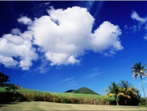 Sugar Cane Field, Middle Island, St. Kitts & Nevis