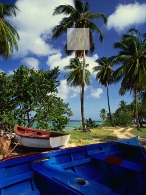Wooden Fishing Boats Among Palm Trees, Pigeon Point, Trinidad & Tobago