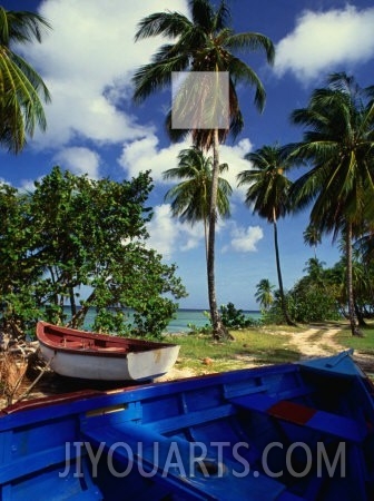 Wooden Fishing Boats Among Palm Trees, Pigeon Point, Trinidad & Tobago