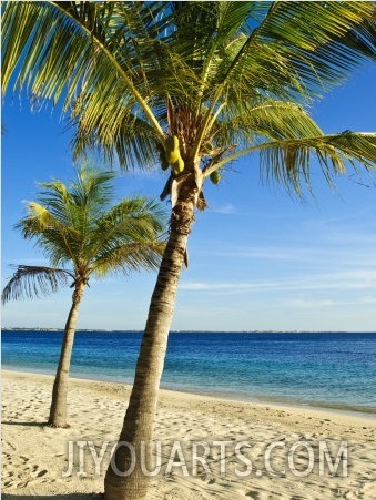 Beach, Bonaire, Netherlands Antilles, West Indies, Caribbean, Central America