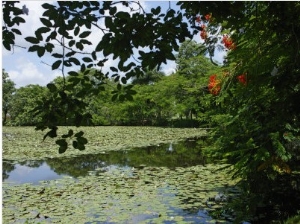 Laguna Del Tesoro (Treasure Lagoon), Zapata Peninsula, Matanzas, Cuba, West Indies, Central America