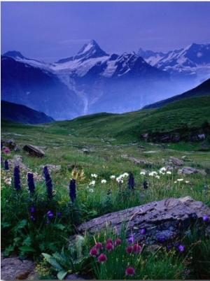 Alpine Flowers Beneath the Schreckhorn, Grindelwald, Bern, Switzerland