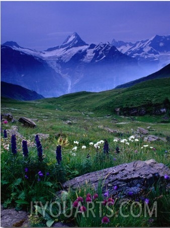 Alpine Flowers Beneath the Schreckhorn, Grindelwald, Bern, Switzerland
