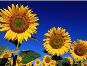 Detail of Sunflowers, Tuscany, Italy