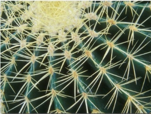 Spine Pattern Detail of Golden Barrel, Cactaceae of Central Mexico