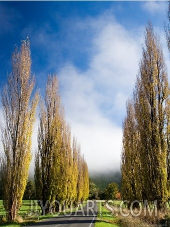 Autumn Colour and Wanganui, Raetihi Road, near Wanganui, North Island, New Zealand