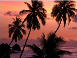 Coconut Trees at Dusk, French Polynesia