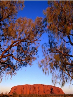 Desert Oaks Frame Uluru (Ayers Rock), Uluru Kata Tjuta National Park, Northern Territory, Australia