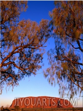 Desert Oaks Frame Uluru (Ayers Rock), Uluru Kata Tjuta National Park, Northern Territory, Australia