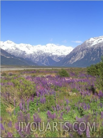 Lupine and the Main Divide, Arthur