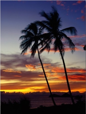 Palm Trees Against an Ellis Beach Sunset, Australia