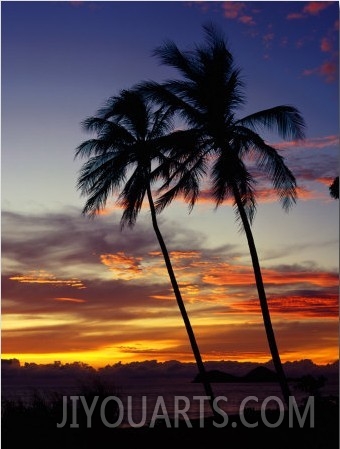 Palm Trees Against an Ellis Beach Sunset, Australia