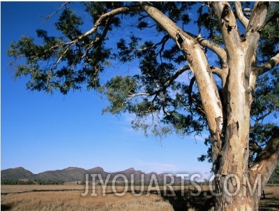 Red River Gum Tree (Eucalyptus Camaldulensis), Wilpena, Flinders Ranges, South Australia, Australia