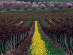 Vineyards and Almond Trees in the Mclaren Vale District, Australia