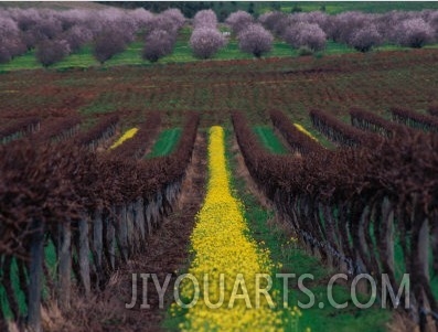 Vineyards and Almond Trees in the Mclaren Vale District, Australia