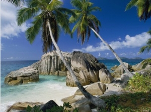 A Beach and Palm Trees on La Digue Island
