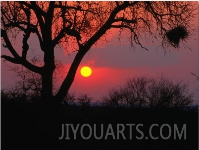 African Sunset, Kruger National Park, Kruger National Park, Mpumalanga, South Africa