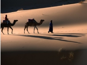 Camel Caravan Crossing Dunes, Erg Chebbi Desert, Morocco