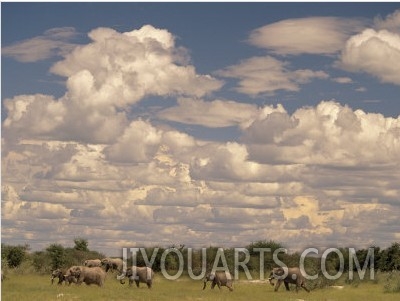 Herd of Elephants, Etosha National Park, Namibia
