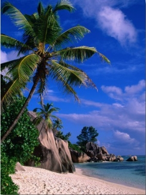 Palm Tree on Beach, Anse Source D