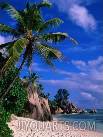 Palm Tree on Beach, Anse Source D