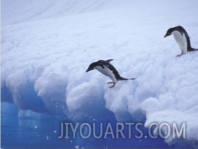 Adelie Penguins Dive from an Iceberg, Antarctica