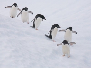 Group of Adelie Penguins at Steep Face of an Iceberg, Antarctic Peninsula