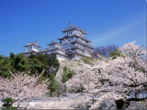 Cherry Blossoms and Himeji Castle