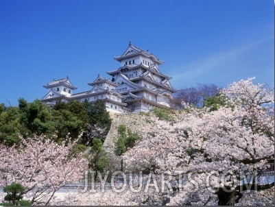 Cherry Blossoms and Himeji Castle