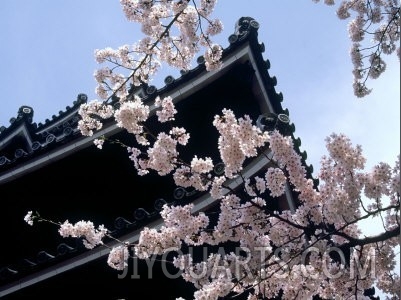 Cherry Blossoms, Matsue Castle, Shimane, Japan