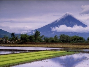Mount Mayon Active Volcano Rising Above Rice Fields., Mt. Mayon, Albay, Philippines, Bicol