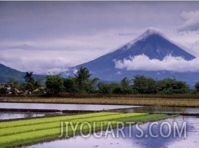 Mount Mayon Active Volcano Rising Above Rice Fields., Mt. Mayon, Albay, Philippines, Bicol