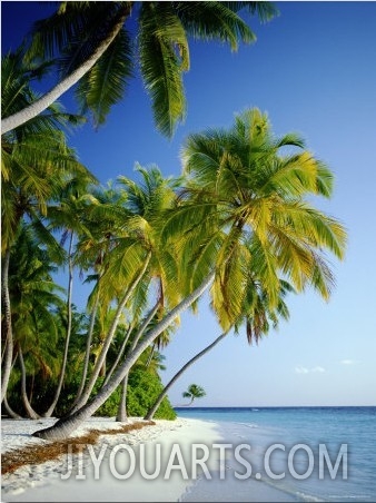 Palm Trees and Tropical Beach, Maldive Islands, Indian Ocean1