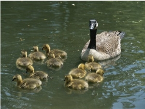 A Mother Canada Goose Watches over Ten Fuzzy Babies as They Swim