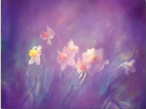 Abstract of Daffodils, Shamper