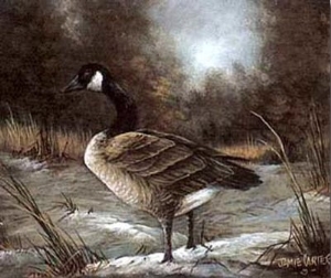 Canadian Goose Study