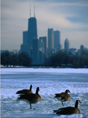 Four Canada Geese on Frozen Lagoon with North Loop Skyline in Background, Chicago, USA