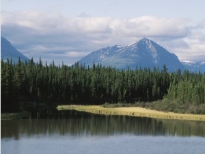 Landscape of Pine Trees Along Kluane Lake in Yukon, Canada