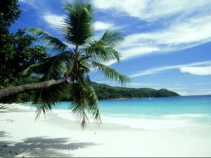 Coconut Palm on Beach, Seychelles