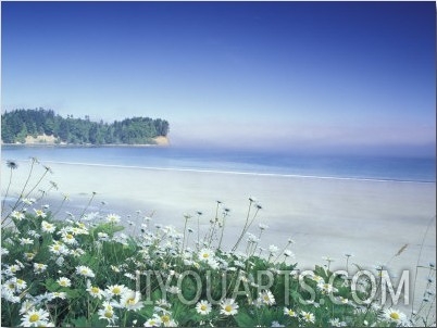 Daisies along Crescent Beach, Olympic National Park, Washington, USA