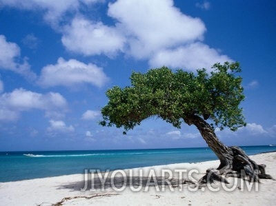 Divi Divi Tree, Aruba