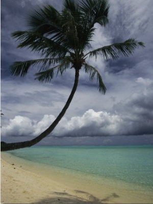 Lone Palm Tree and its Shadow on a South Pacific Beach