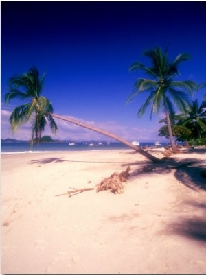 Palm Trees on Beach, Isla Tortuga, Costa Rica