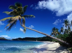 Palm Trees on Galley Beach in Leeward Islands, Antigua & Barbuda