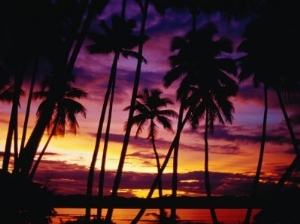 Palm Trees on Yanuca Island on the Coral Coast Silhouetted at Sunset, Fiji