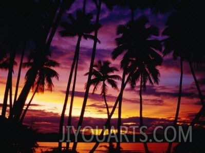 Palm Trees on Yanuca Island on the Coral Coast Silhouetted at Sunset, Fiji