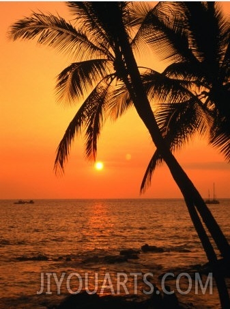 A Couple in Silhouette, Enjoying a Romantic Sunset Beneath the Palm Trees in Kailua Kona, Hawaii